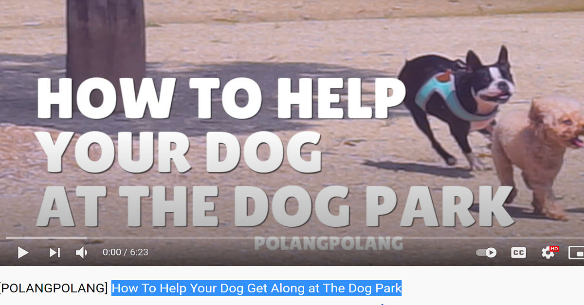 How To Help Your Dog Get Along at The Dog Park