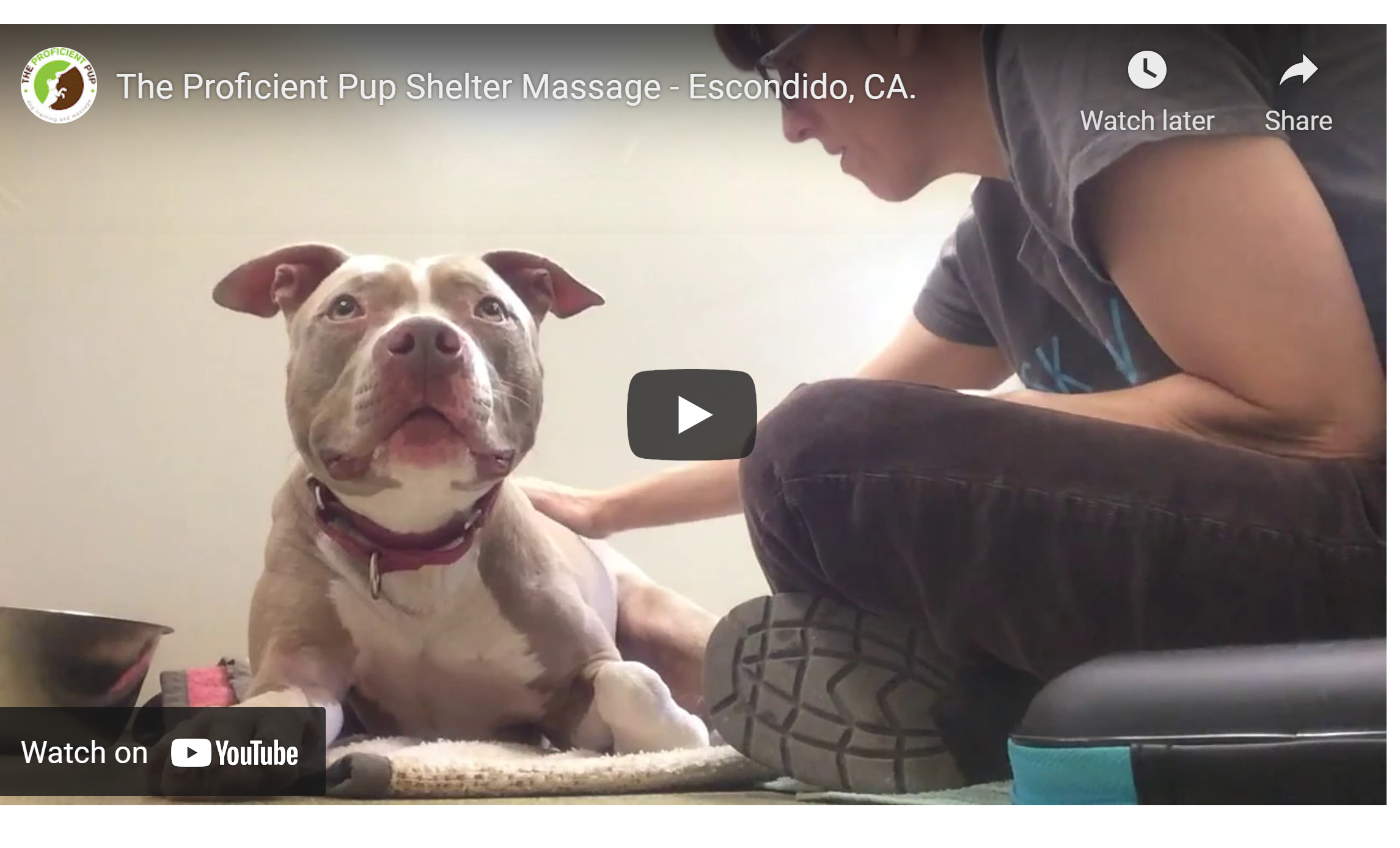 Canine Massage In A Shelter